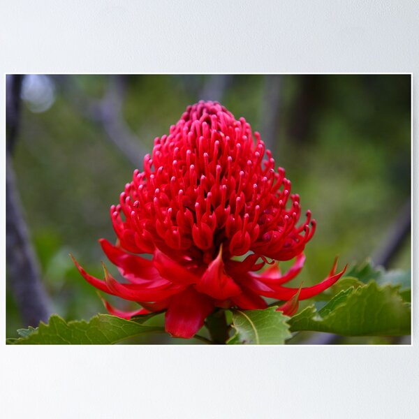 Waratah Poster