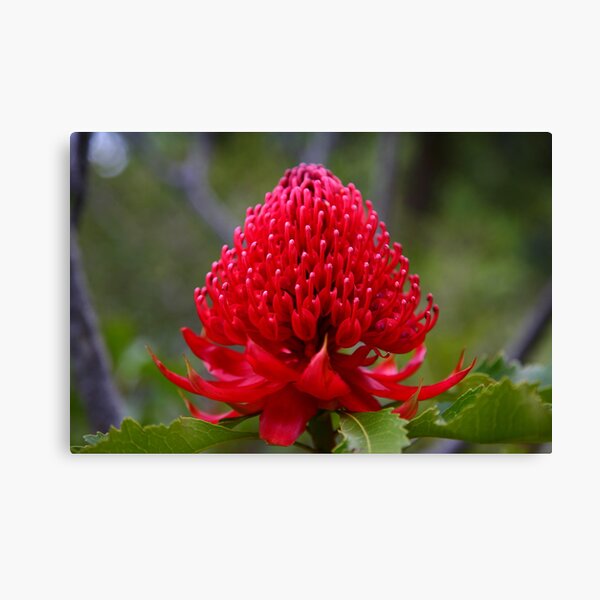 Item preview, Waratah designed and sold by Erland Howden.