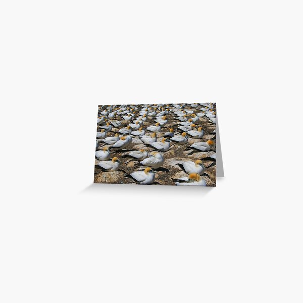 Birds of a feather Greeting Card