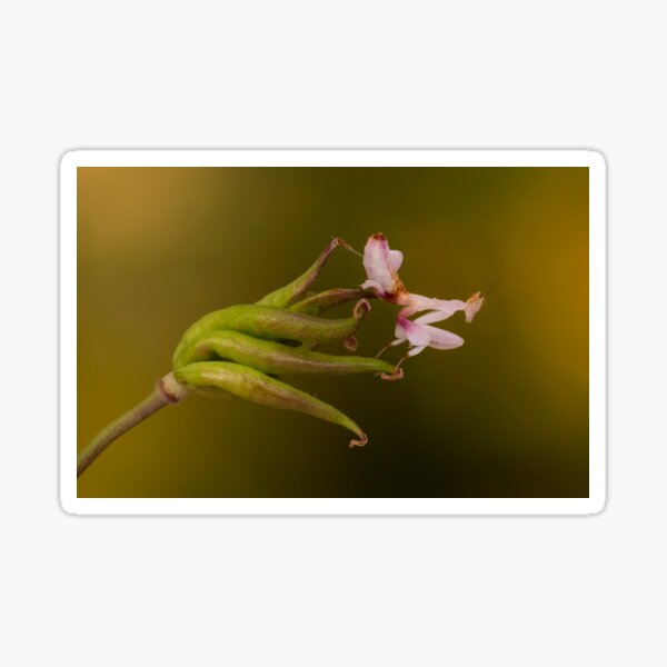 Orchid mantis on seedhead Sticker