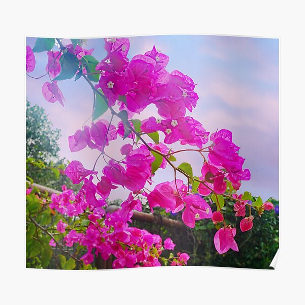 Bougainville Poster