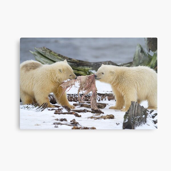 Tug-O-War Metal Print