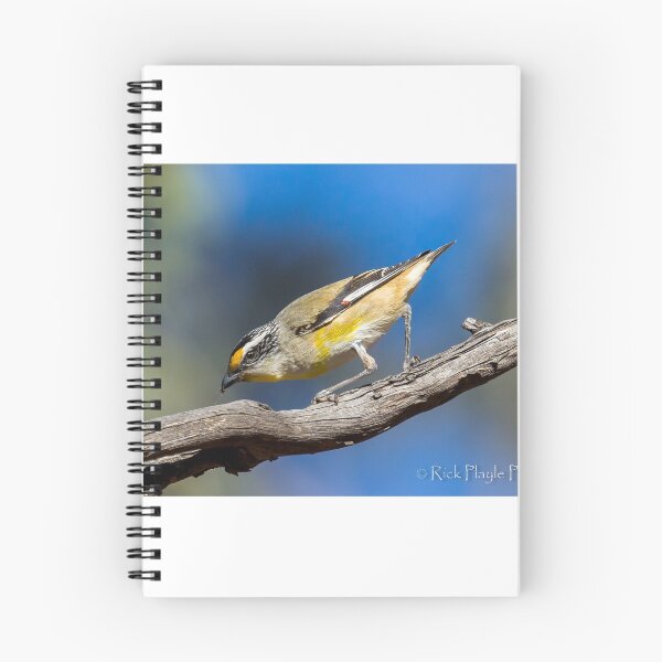 Item preview, Striated Pardalote designed and sold by Rick Playle.