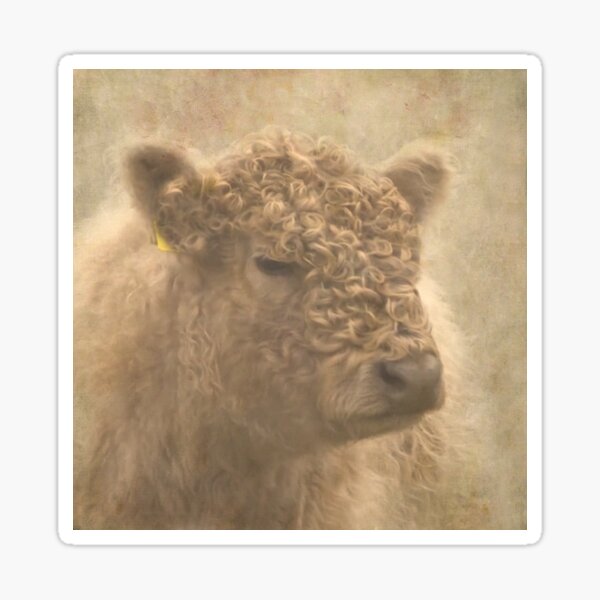 Highland cattle Sticker