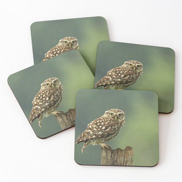 Item preview, Little Owl in the Rain designed and sold by Glenn Welch.