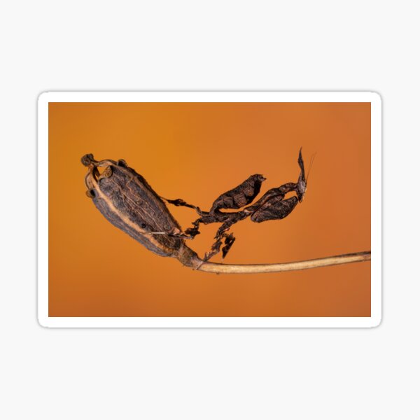 Ghost mantis against orange Sticker