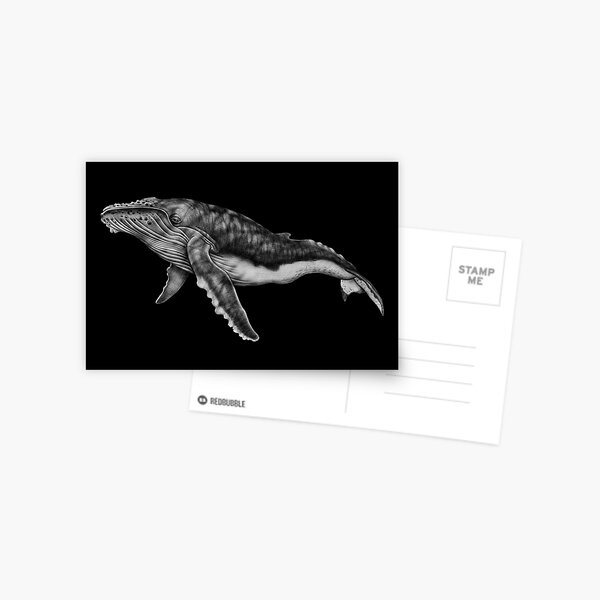 Humpback Whale Postcard