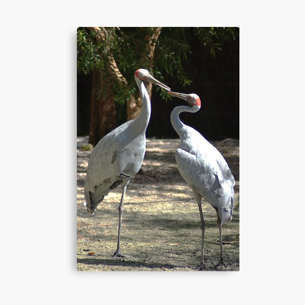 My Dear, Would You Care To Dance. Canvas Print