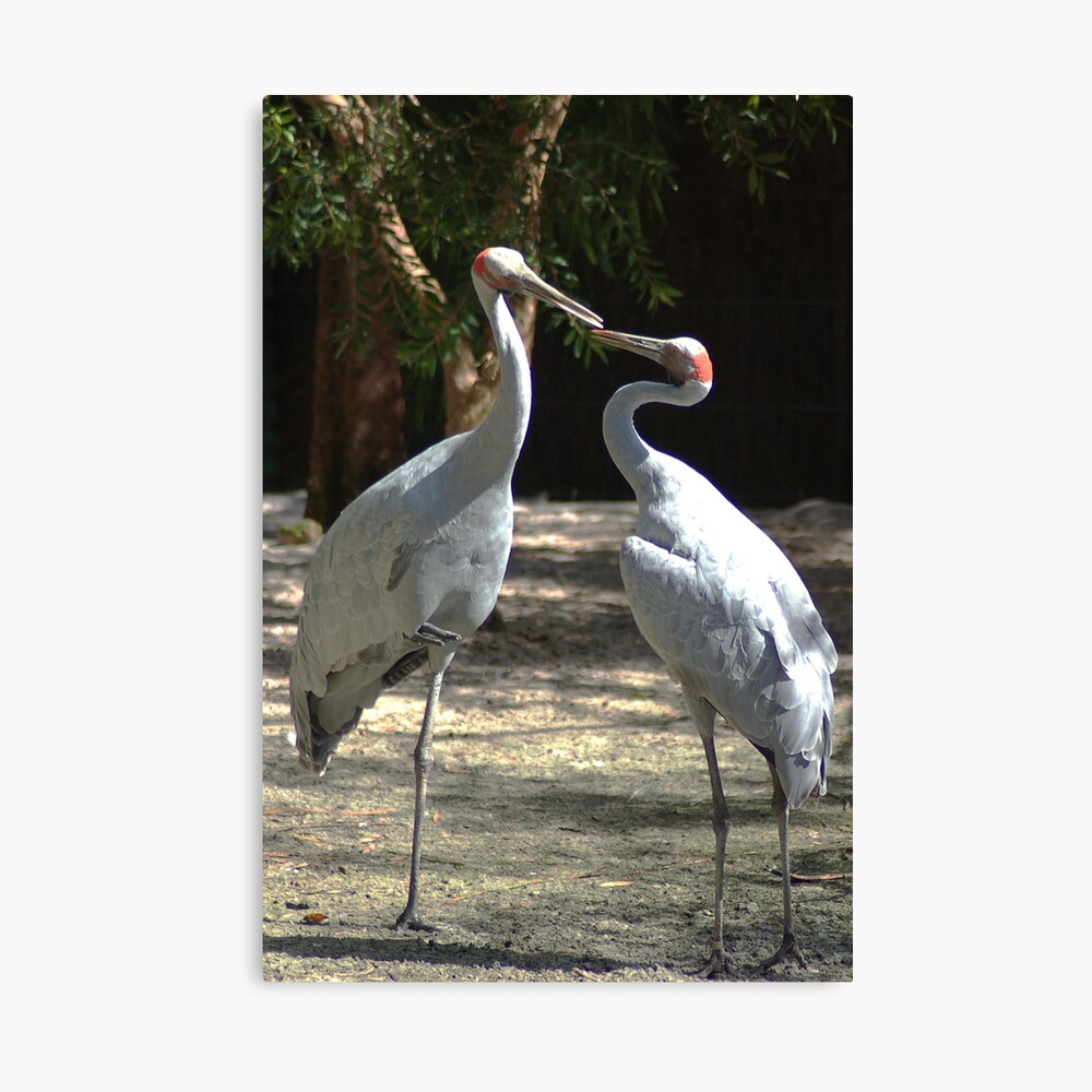 My Dear, Would You Care To Dance. Canvas Print