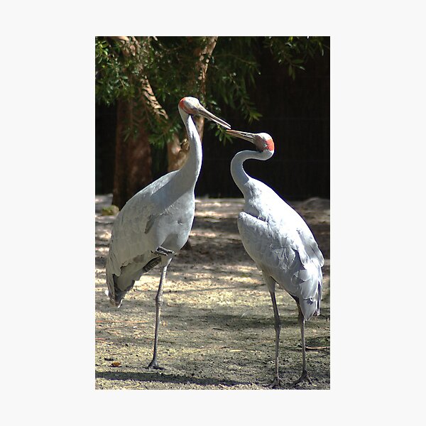 My Dear, Would You Care To Dance. Photographic Print