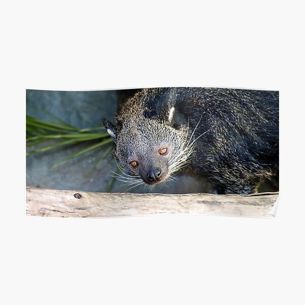 Bearcat Poster