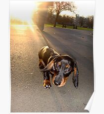 Sausage Dog Poster