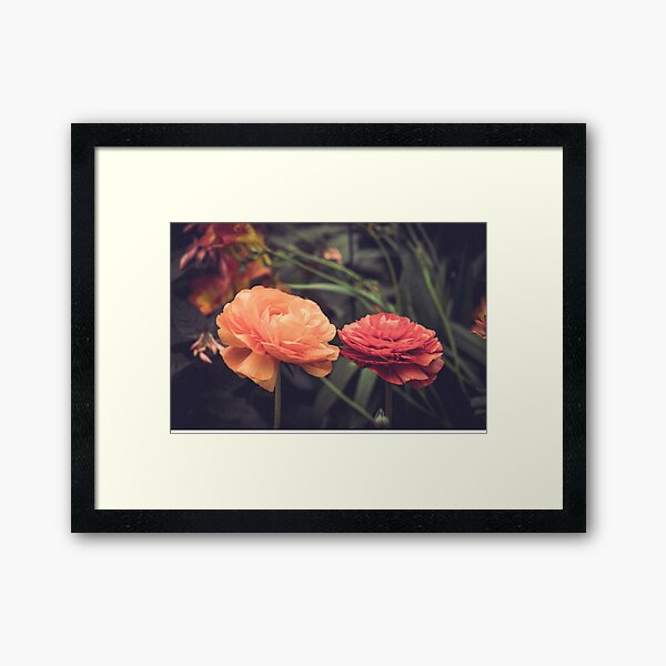 Gold and Rose Framed Art Print