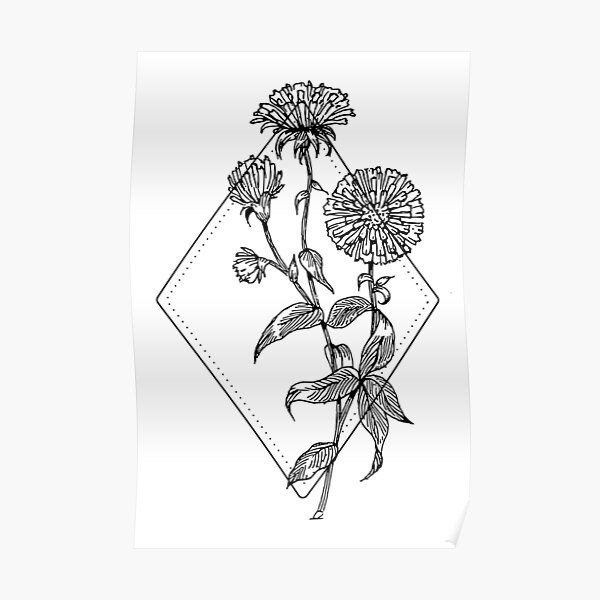 September Birth Flowers Aster and Morning Glory  Symbol Sage