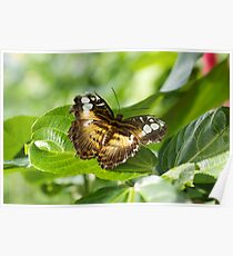 Butterfly - Butterfly Conservatory - Niagara Falls, Ont. Poster