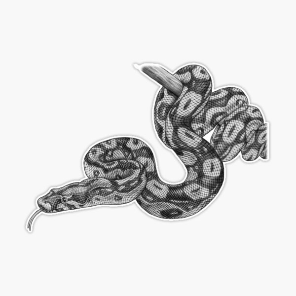 Boa Constrictor Black & White Art Board Print for Sale by porpoisefully