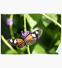 Butterfly - Butterfly Conservatory - Niagara Falls, Ont. Poster