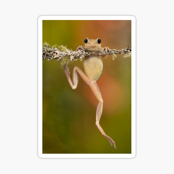 Cuban tree frog hanging on branch Sticker