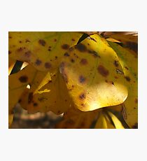 Fall Leaves Series Photographic Print