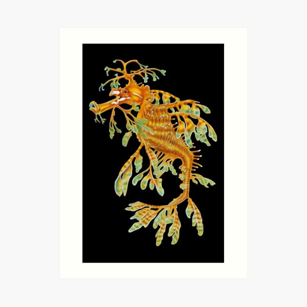 Leafy Seadragon Art Print