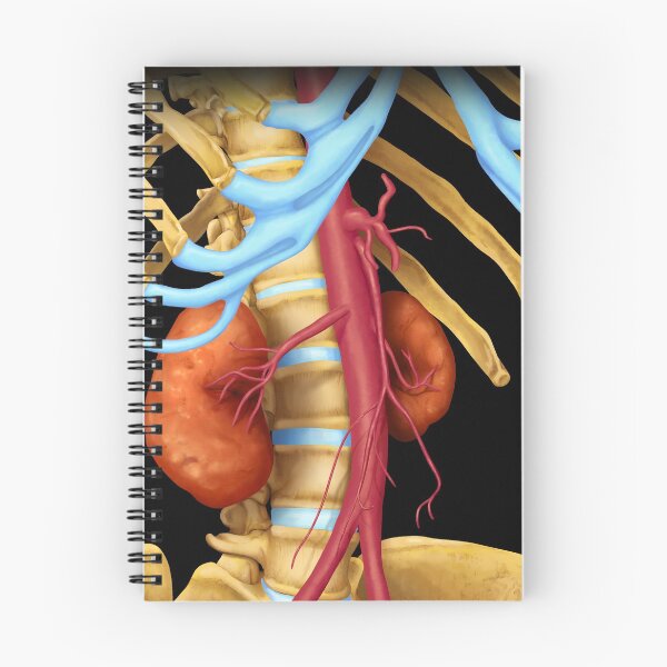 Item preview, Abdominal Aorta designed and sold by bcahillart24.