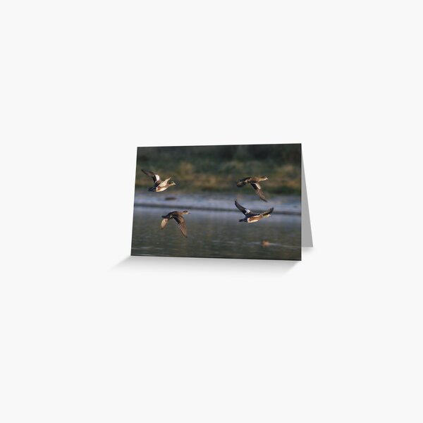 American Wigeons in Flight Greeting Card