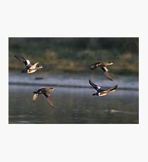 American Wigeons in Flight Photographic Print