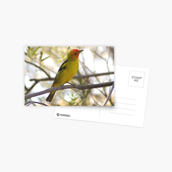 Western Tanager Postcard