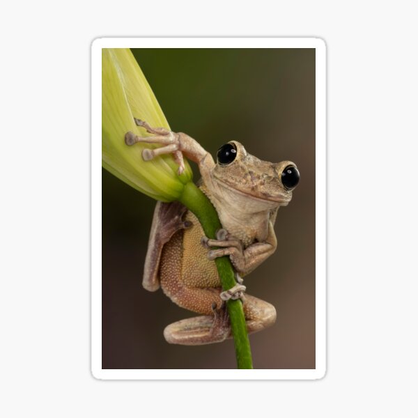 Happy Cuban tree frog Sticker
