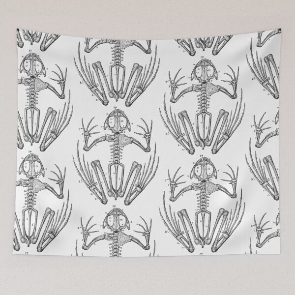Item preview, Frog skeleton anatomy designed and sold by portokalis.