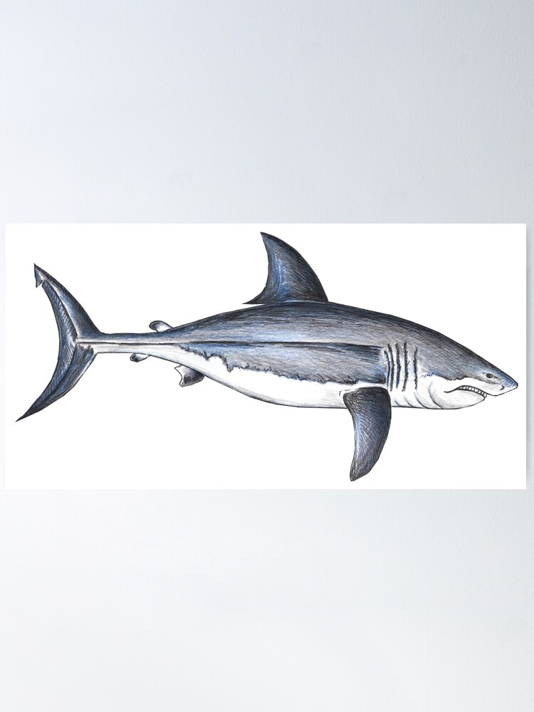 Hand Drawn Sea Fish Sharks Stock Illustration - Download Image Now - Shark,  Line Art, Illustration - iStock