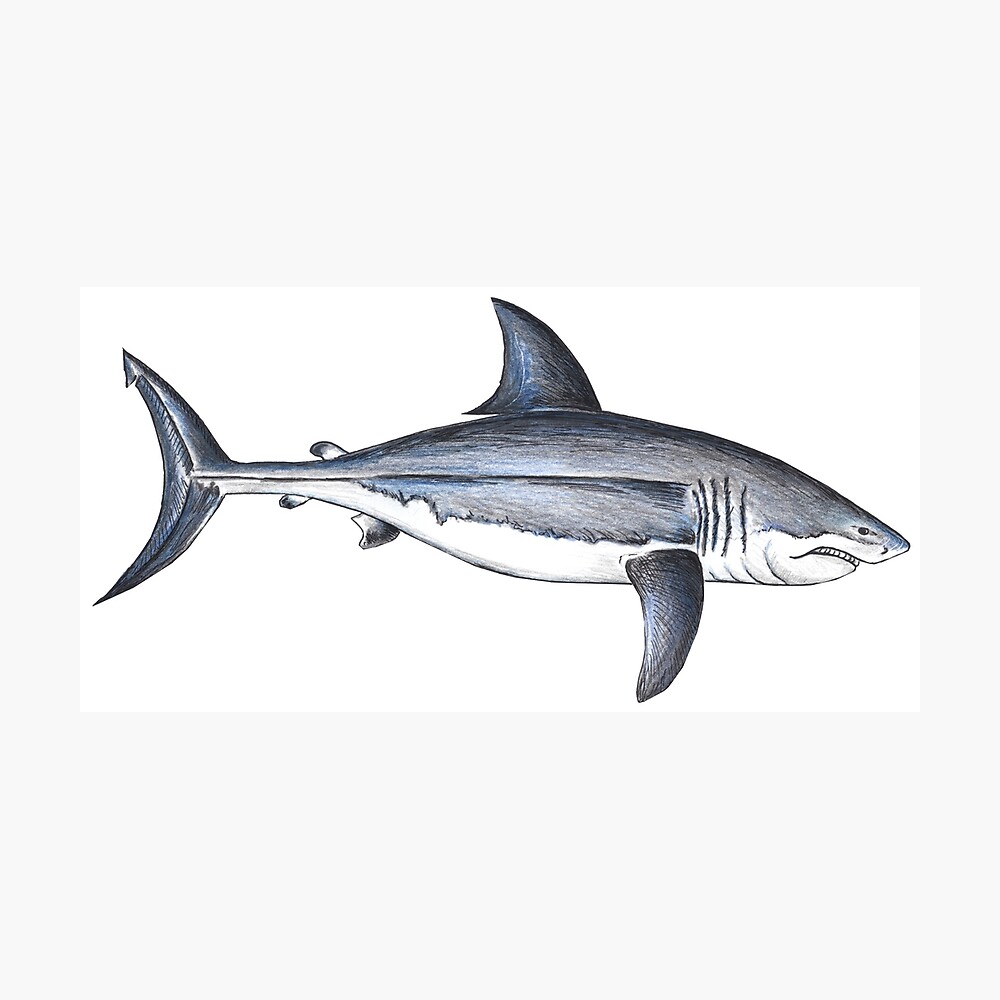 Great White Shark, Carcharodon carcharias (Linnaeus 1758) - Fine Art P –  Stick Figure Fish Illustration