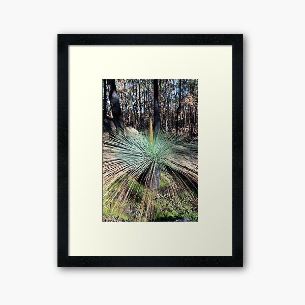 Post February 2009 Bushfires - between Healesville and Kinglake VIC Framed Art Print