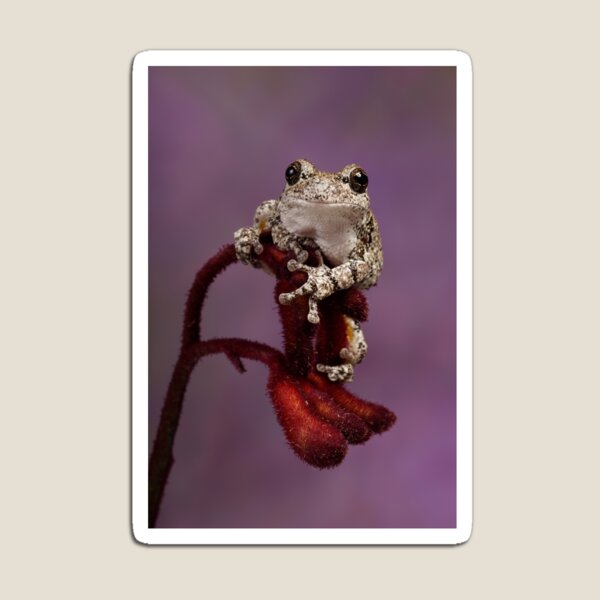 Greys tree frog climbing Magnet