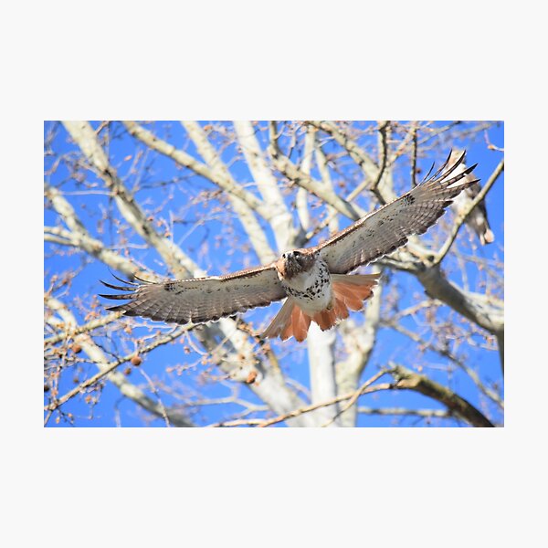 Item preview, Red-tailed Hawk in flight - "Chase your dreams" designed and sold by LJSparvero.