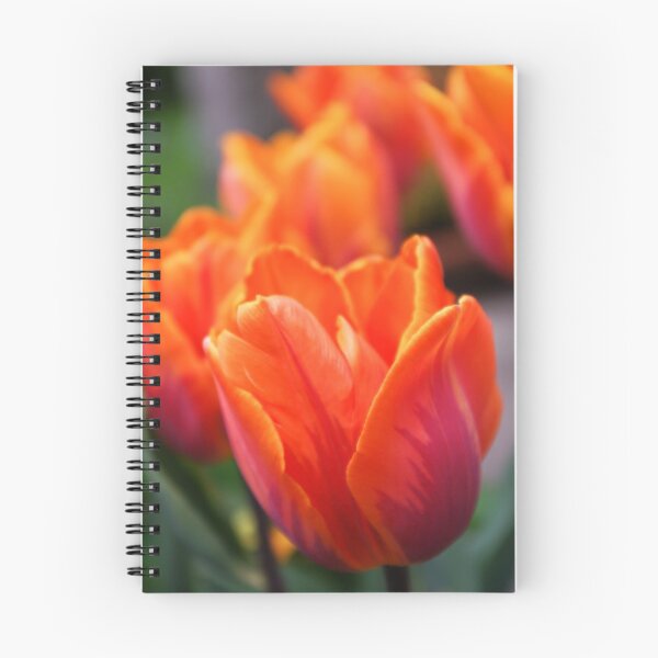 Item preview, Princess Irene Tulips designed and sold by LindaCooke.