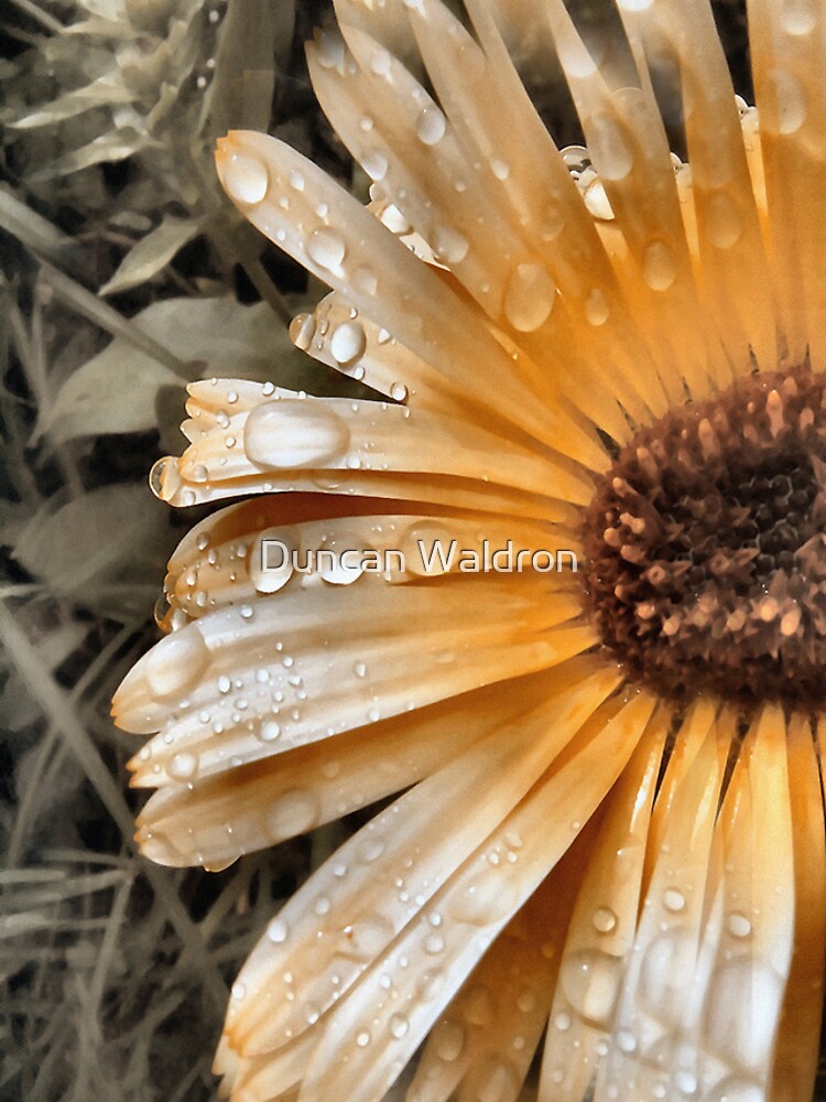 Raindrop Calendula by DuncanW