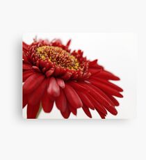 Red Gerbera Canvas Print