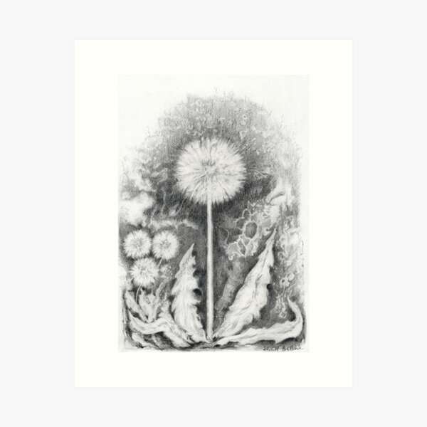 Dandelion with seeds Art Print