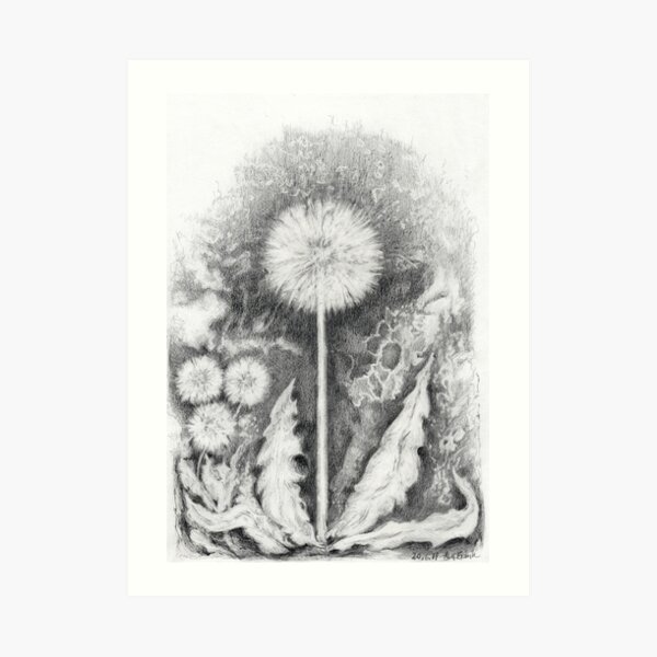 Dandelion with seeds Art Print