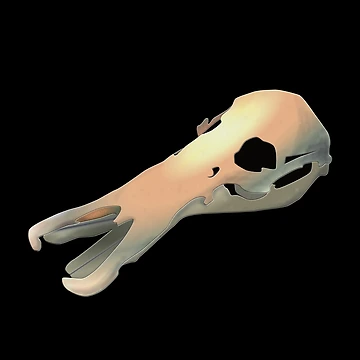 Artwork thumbnail, Platypus Skull by CvLoria