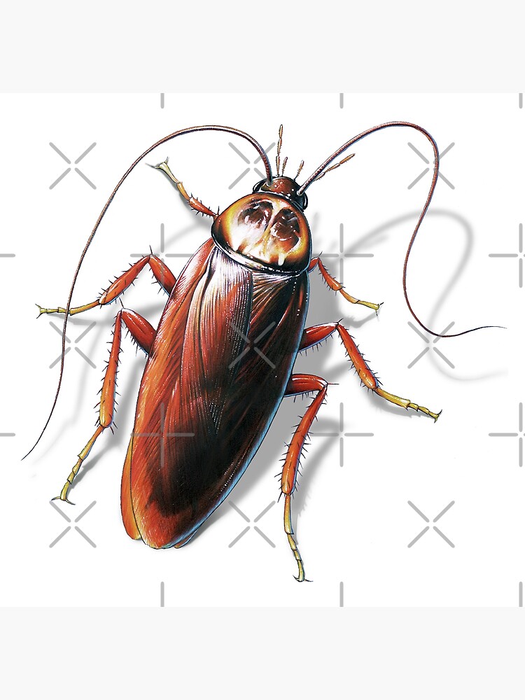 Cockroach - Drawception