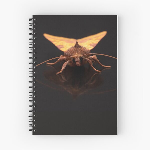 Item preview, Pink-barred Sallow Portrait designed and sold by Dan Newton.