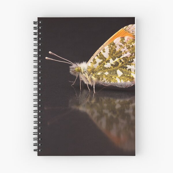 Item preview, Orange-tip Butterfly Portrait designed and sold by Dan Newton.