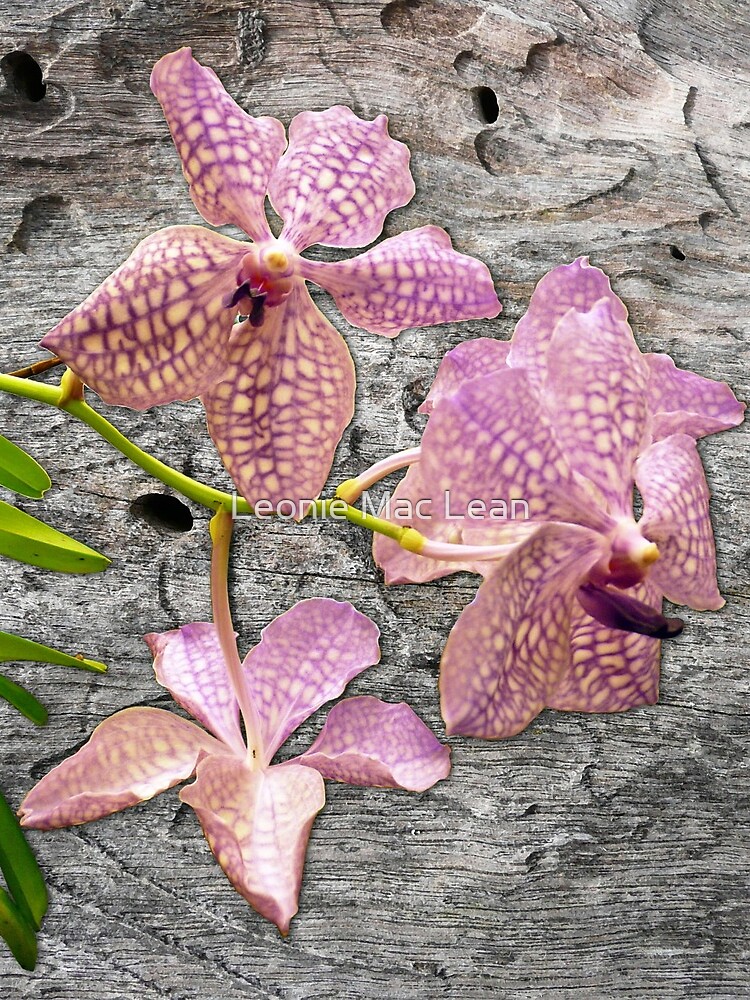 Purple Vanda orchid hybrid on Wood by yallmia
