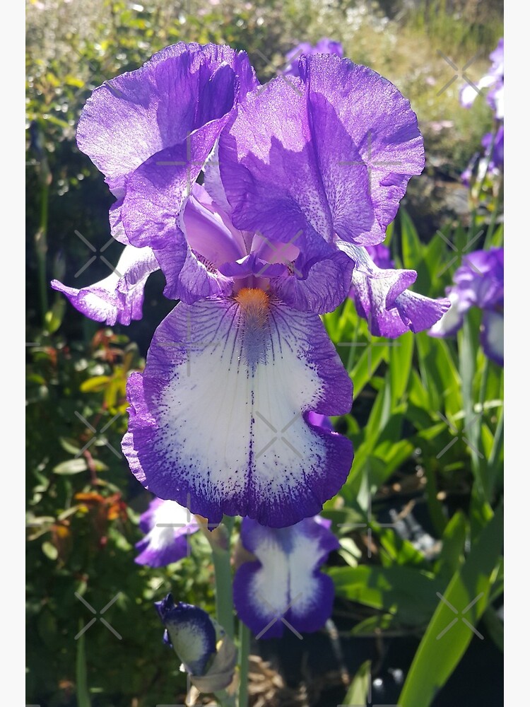 Iris barbu blanc - Iris 