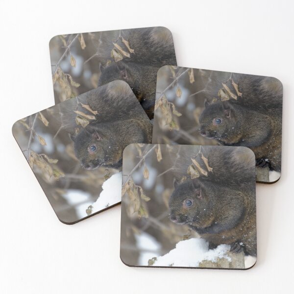 Item preview, Black Squirrel in Winter designed and sold by rodmacpherson.
