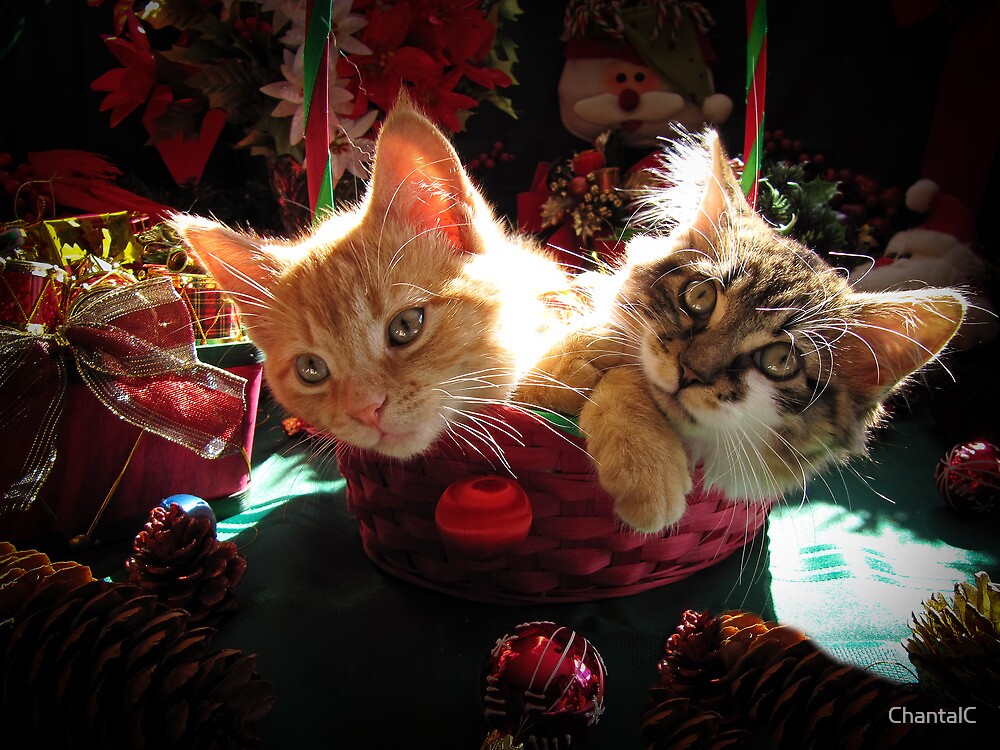 "Christmas Basket of Two Kittens in Love Portraits of Kitty Cats in Xmas Scenery w/ Pine Cones