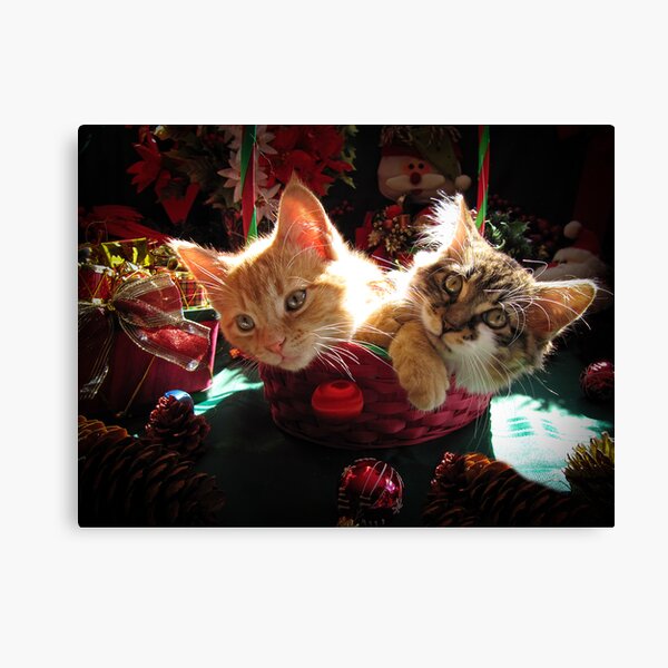 "Christmas Basket of Two Kittens in Love Portraits of Kitty Cats in(01)