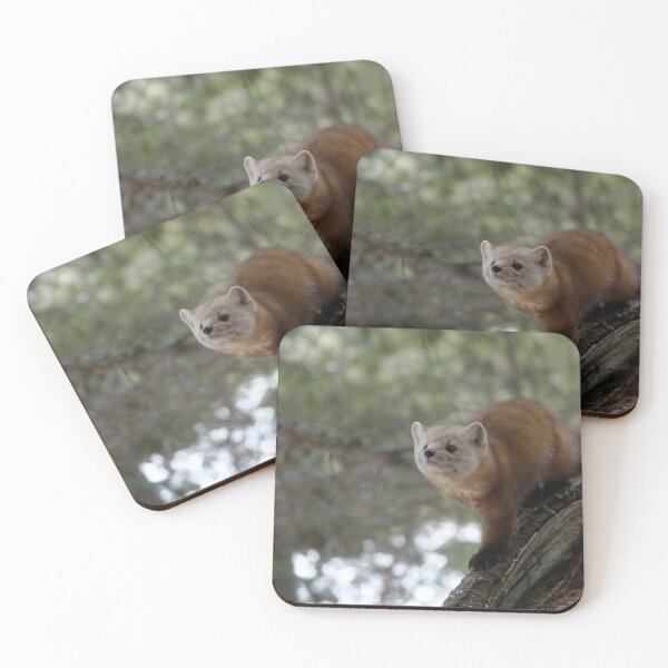 Item preview, American Pine Marten designed and sold by rodmacpherson.